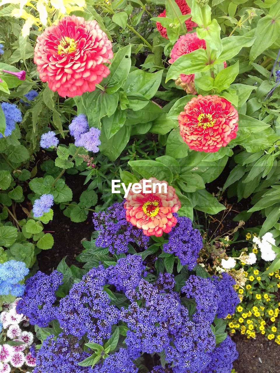 HIGH ANGLE VIEW OF PURPLE FLOWERING PLANT