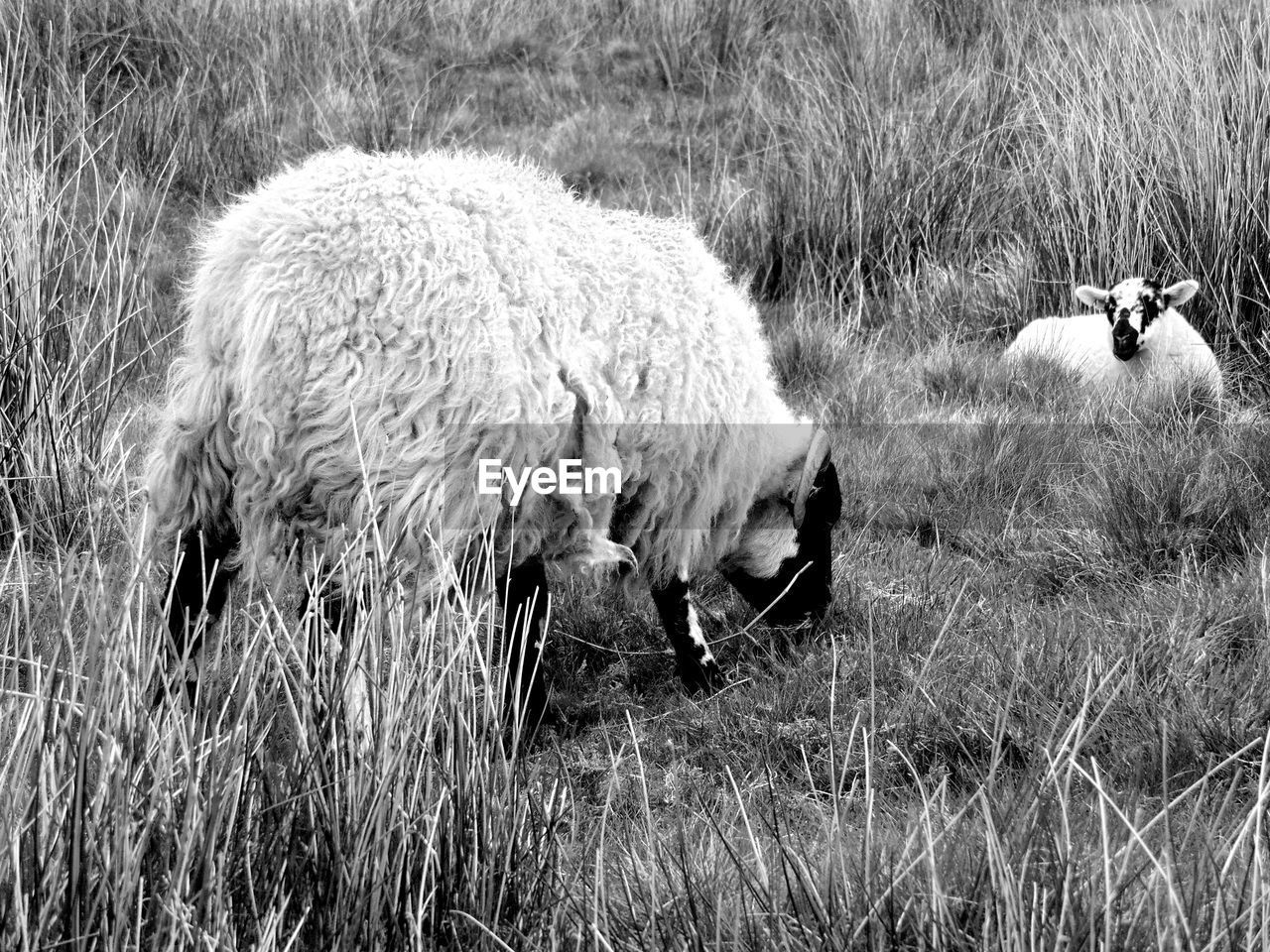 Sheep with lamb on grassy field