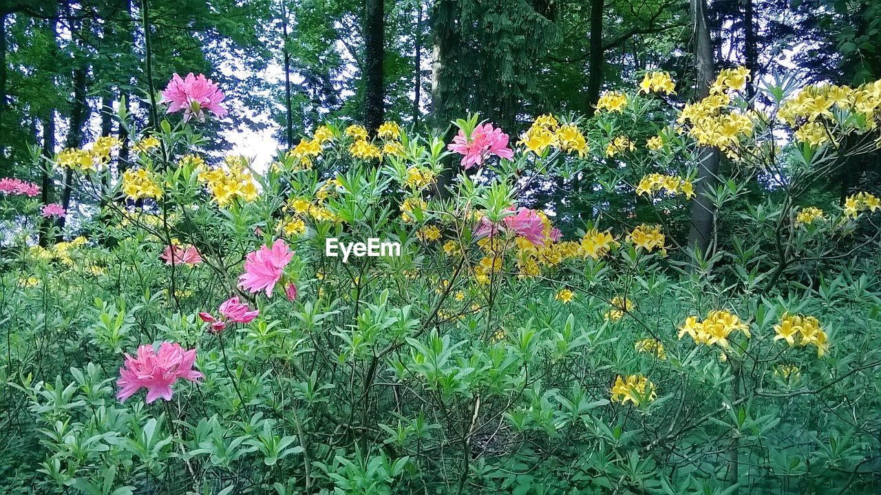 WHITE FLOWERS BLOOMING IN PARK