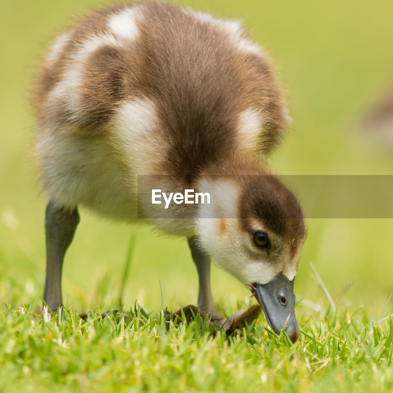 Close-up of duckling on field