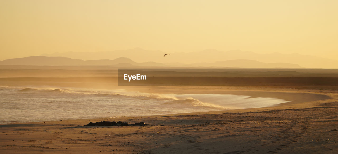 BIRD FLYING OVER BEACH