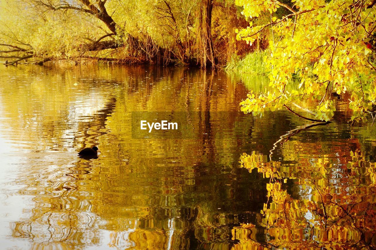 TREES REFLECTING IN LAKE