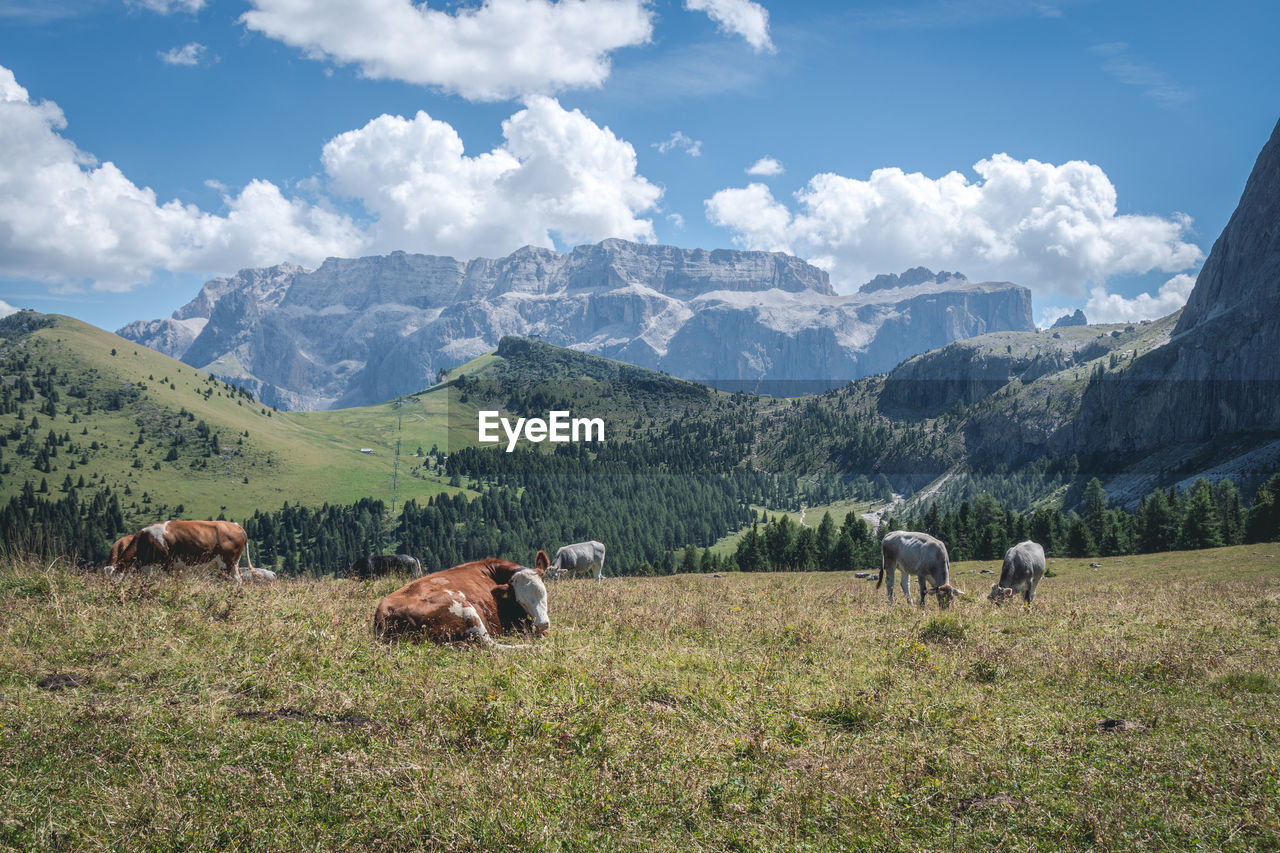 mountain, landscape, mammal, environment, animal, livestock, domestic animals, animal themes, grass, land, sky, mountain range, scenics - nature, field, plant, nature, beauty in nature, pasture, cloud, pet, agriculture, group of animals, meadow, wilderness, plain, grassland, rural scene, grazing, plateau, animal wildlife, cattle, no people, tree, tranquil scene, valley, travel, outdoors, travel destinations, tranquility, day, cow, farm, mountain peak, non-urban scene, snow, green, wildlife, rural area, idyllic, environmental conservation, tourism, sunlight