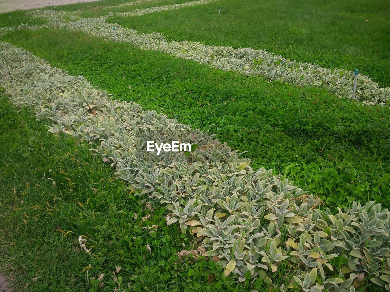 HIGH ANGLE VIEW OF PLANTS GROWING ON FIELD