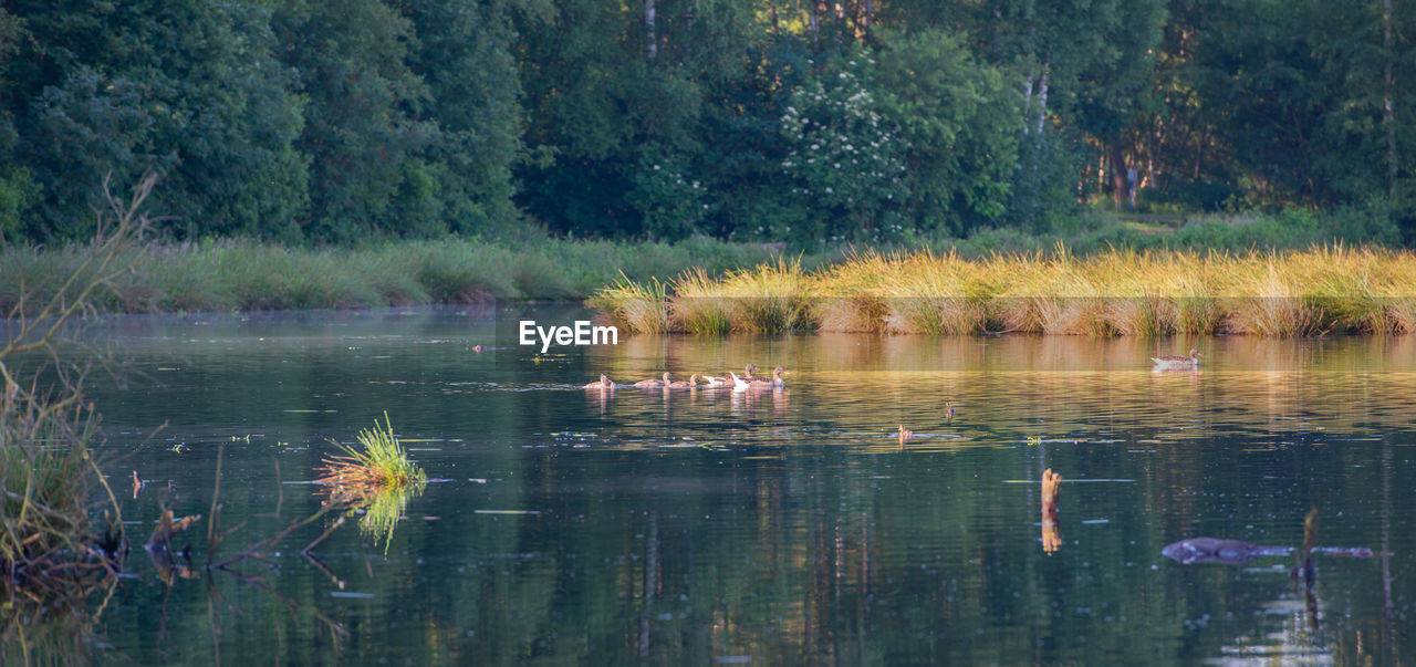 DUCK FLOATING ON LAKE