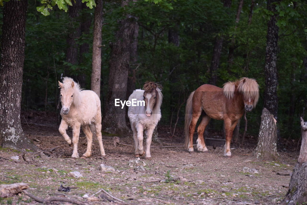Horses standing in a forest