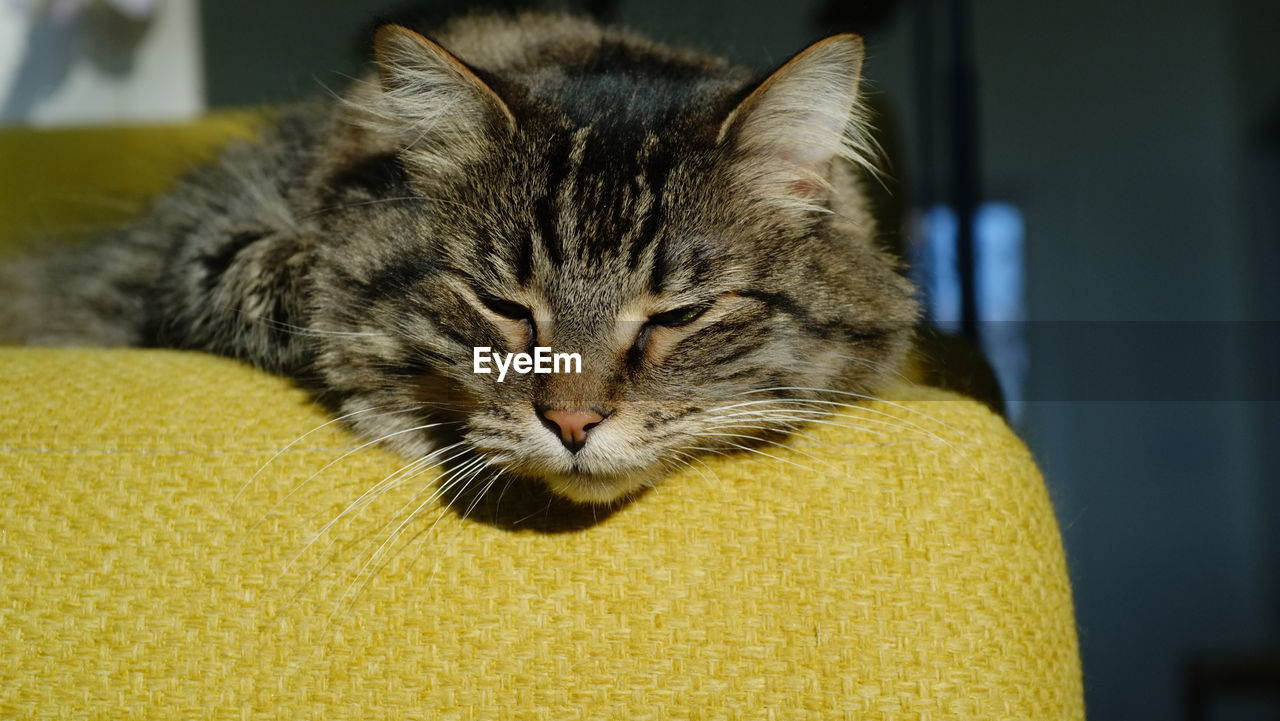 CLOSE-UP OF A CAT LOOKING AWAY