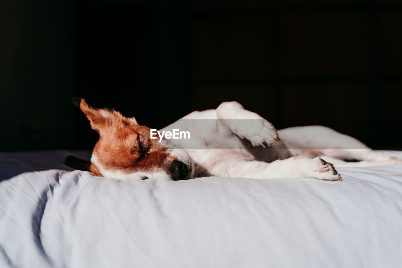 Close-up of dog sleeping on bed