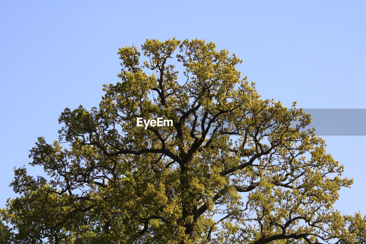 Low angle view of tree against clear blue sky