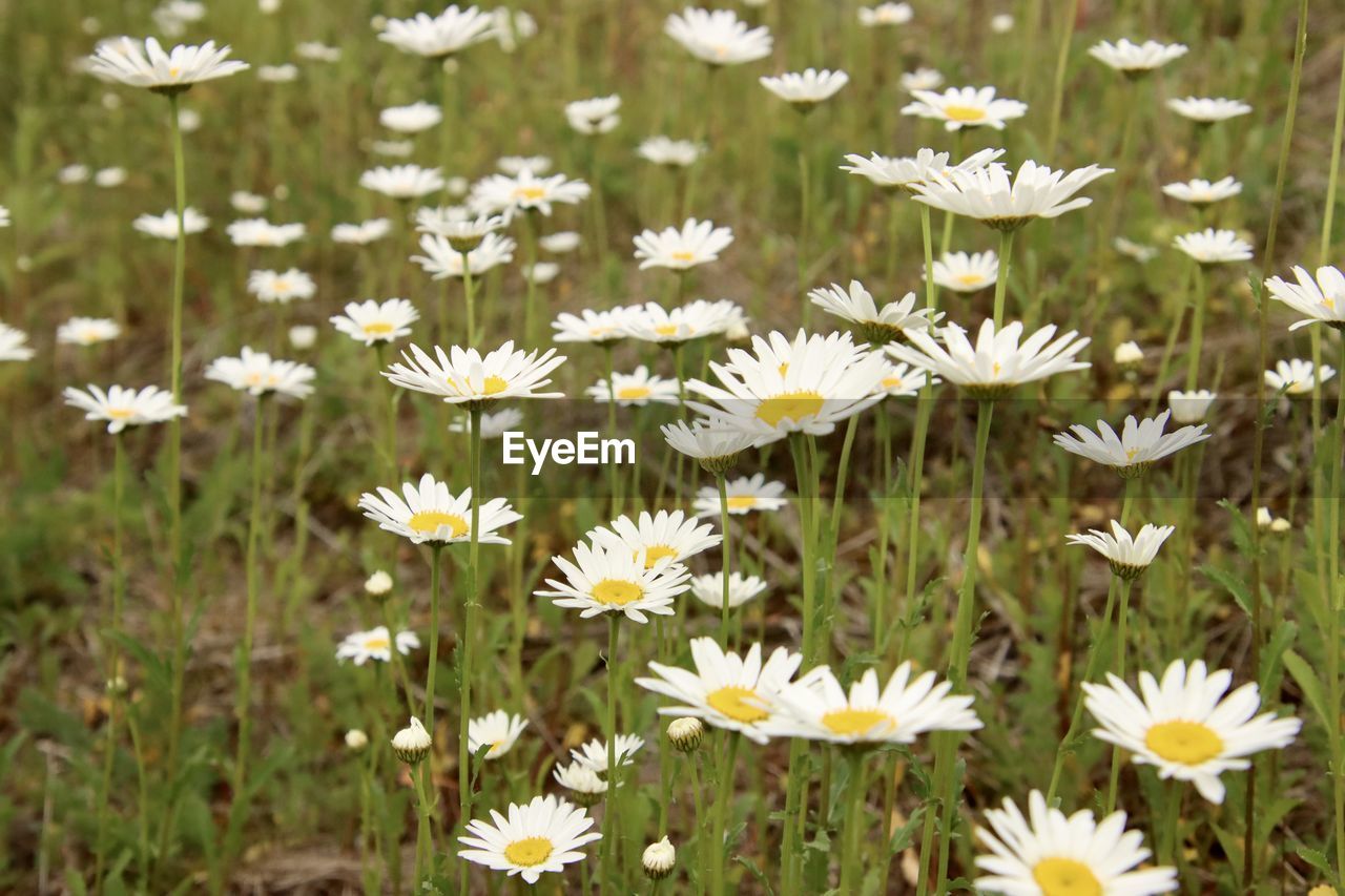 flower, flowering plant, plant, freshness, beauty in nature, fragility, daisy, white, growth, petal, nature, meadow, flower head, herb, field, close-up, inflorescence, no people, grass, land, day, wildflower, outdoors, pollen, botany, focus on foreground, springtime, yellow, green