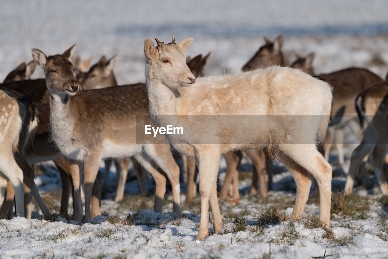 Deer on land during winter