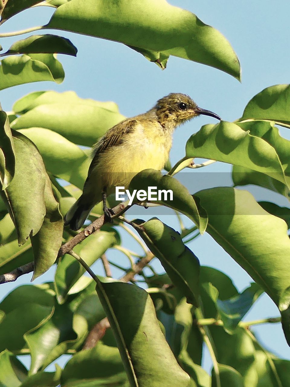 LOW ANGLE VIEW OF BIRD PERCHING ON TREE BRANCH