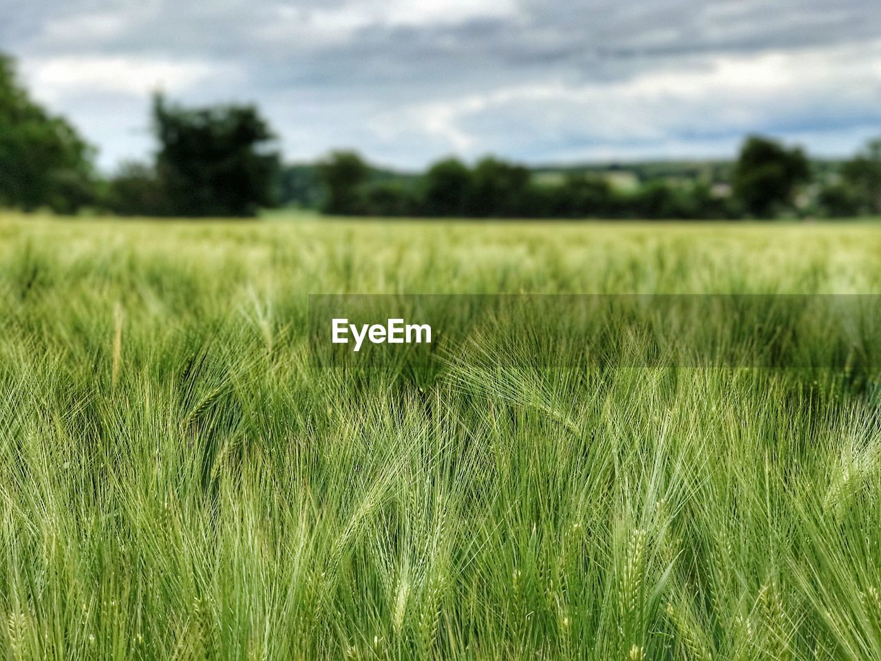 Close-up of wheat field against sky