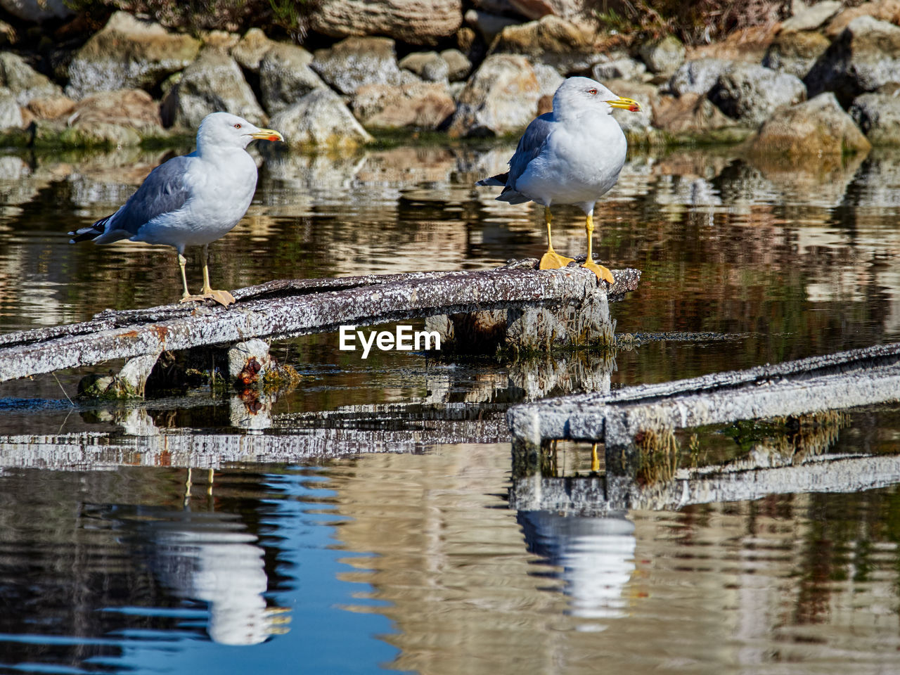 Seagulls perching on a lake