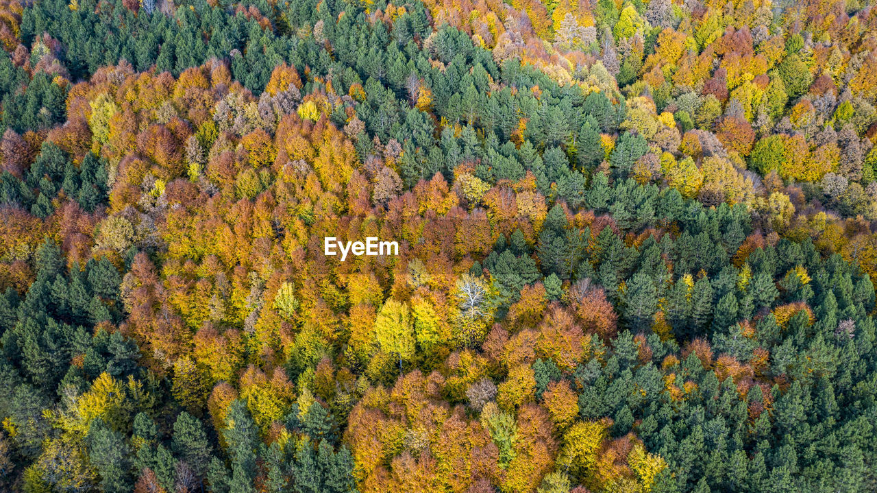 HIGH ANGLE VIEW OF PINE TREE IN FOREST