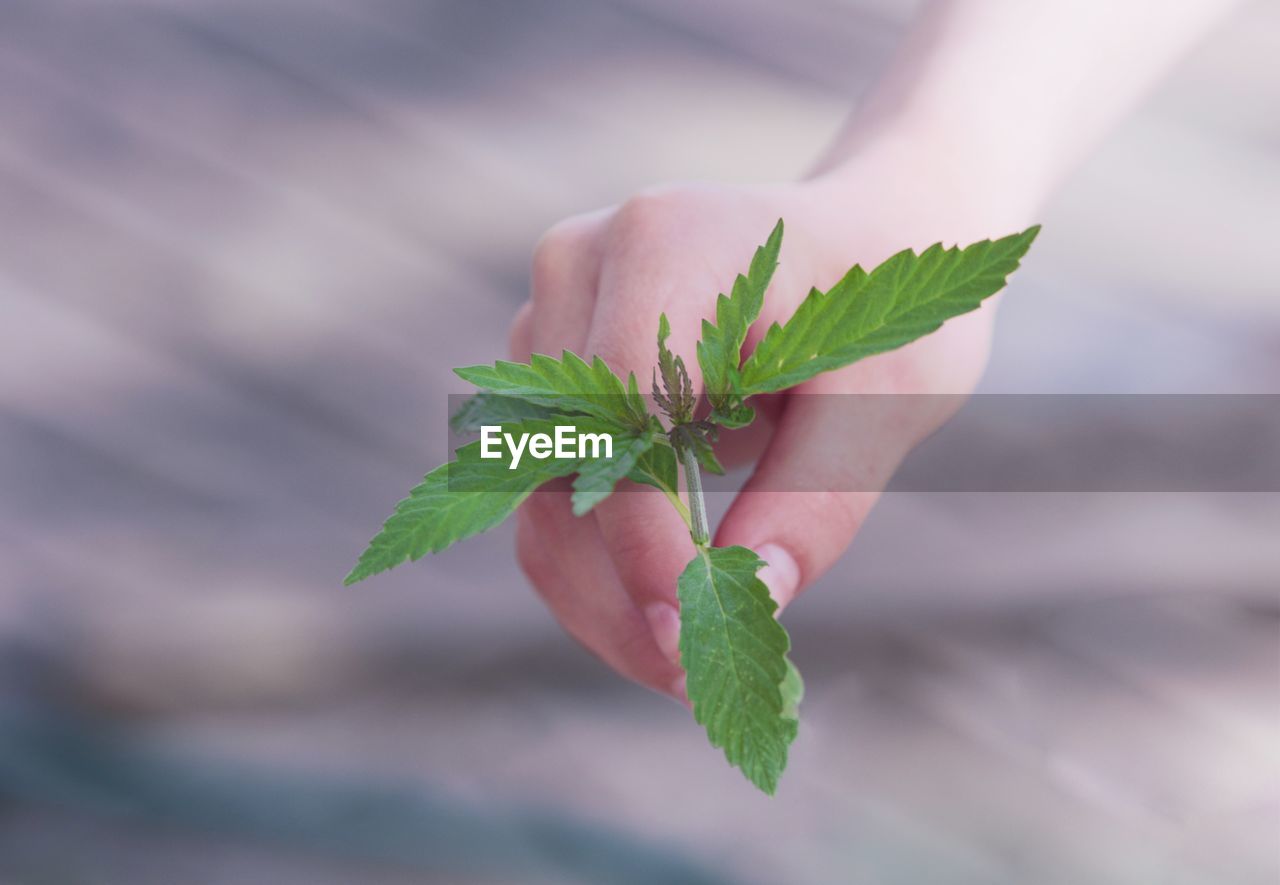 Close-up of hand holding cannabis plant