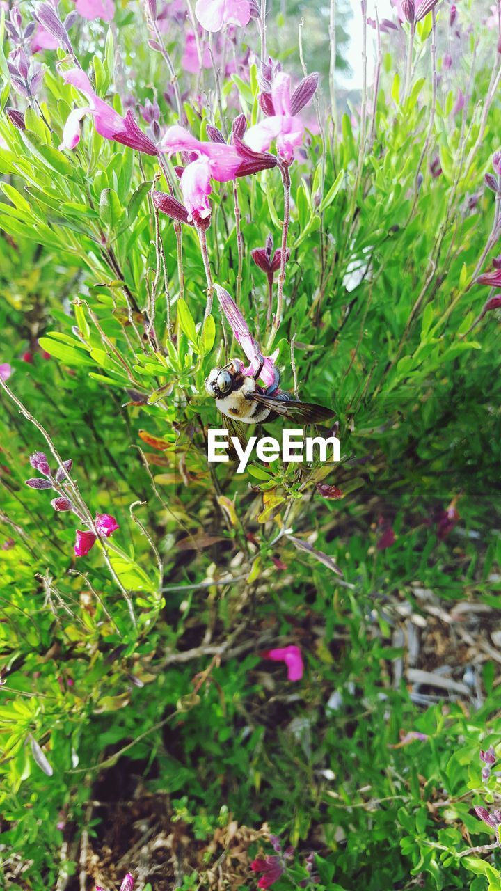 PINK FLOWERS BLOOMING ON TREE