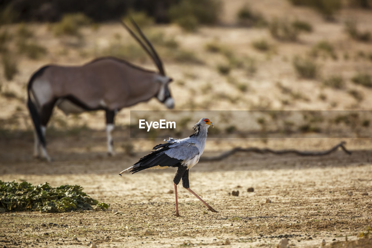 SIDE VIEW OF A BIRD