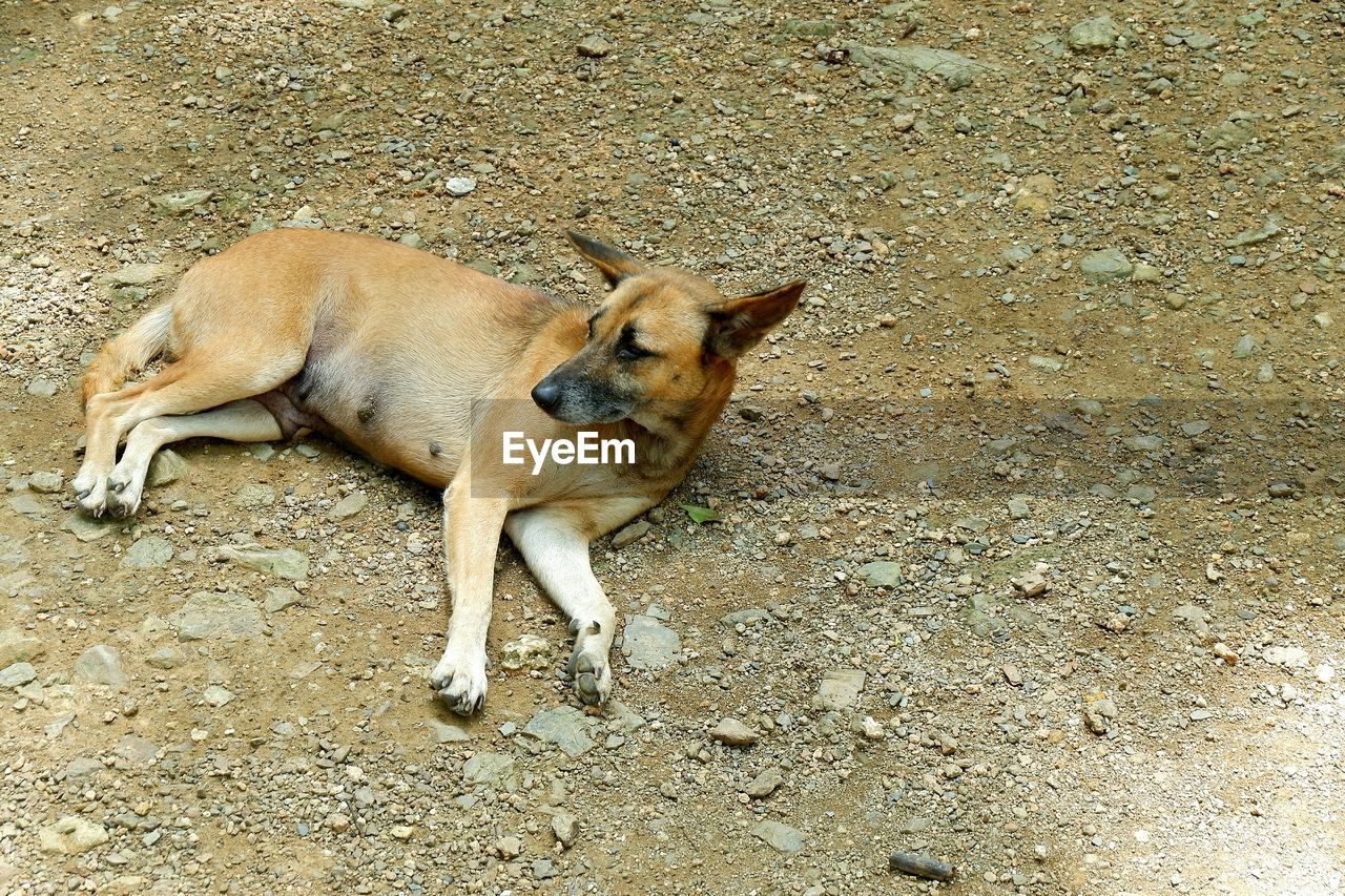 HIGH ANGLE VIEW OF DOG SLEEPING ON LAND