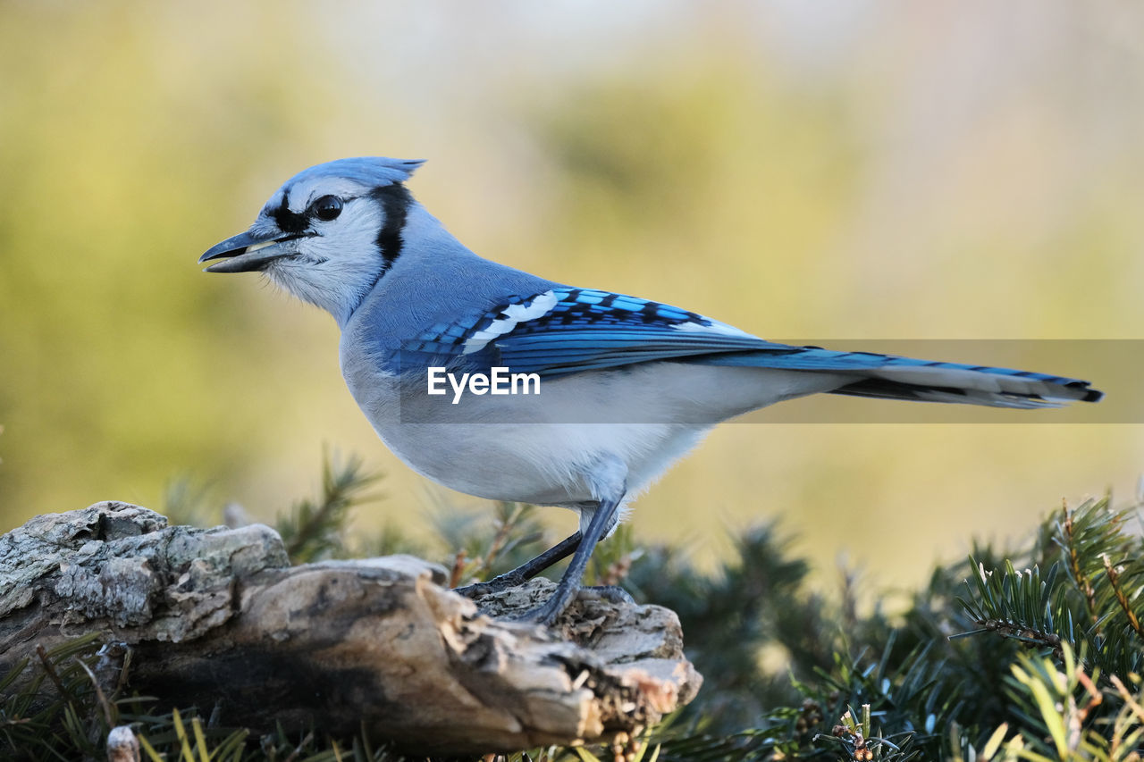 Bluejay perched