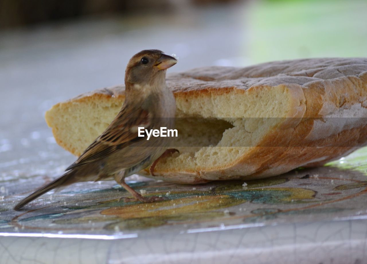 Close-up of bird perching outdoors