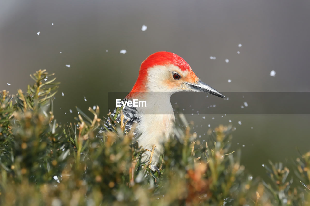 Red-bellied woodpecker