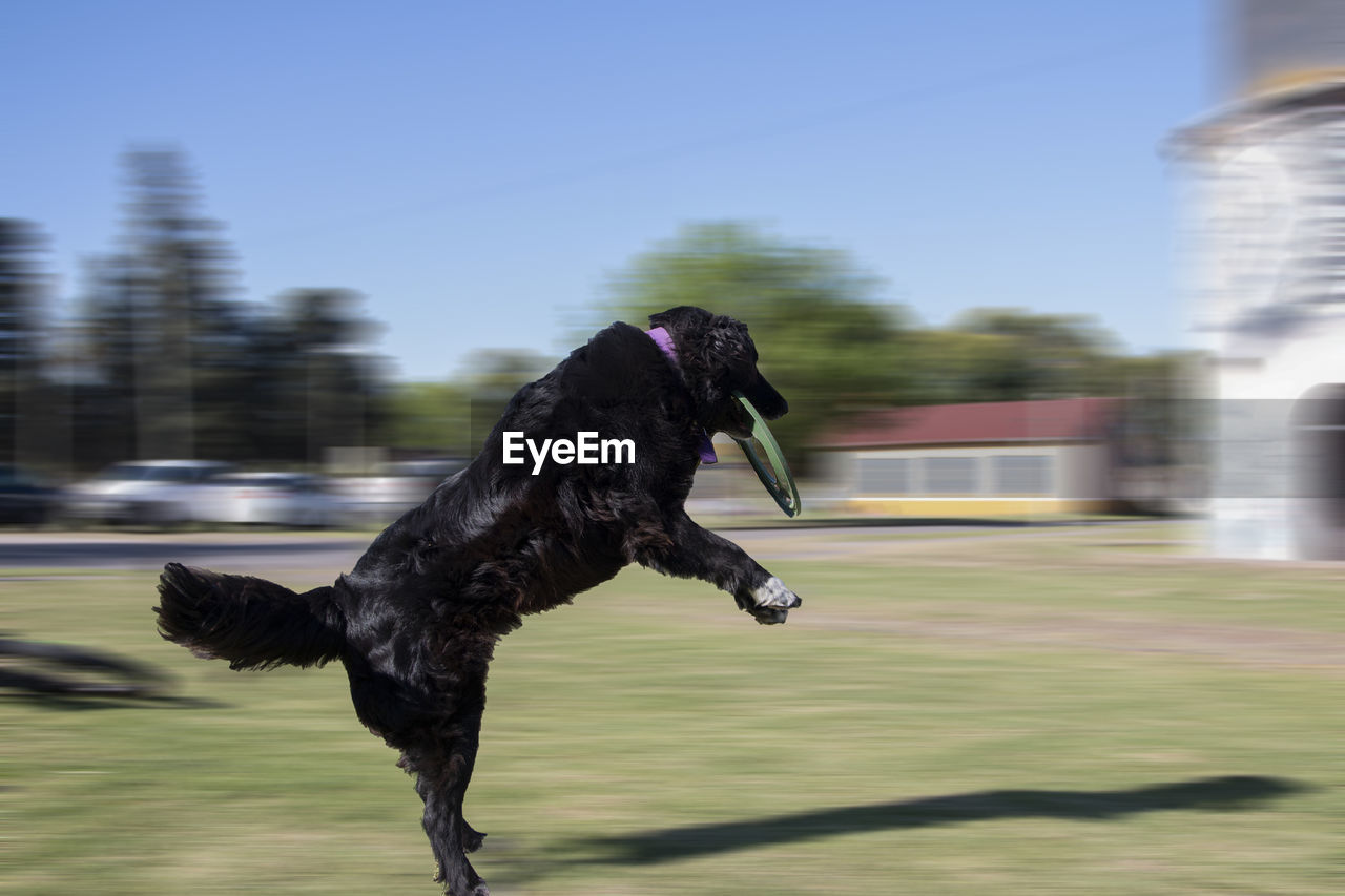 Portrait of trained dog jumping to catch frisbee