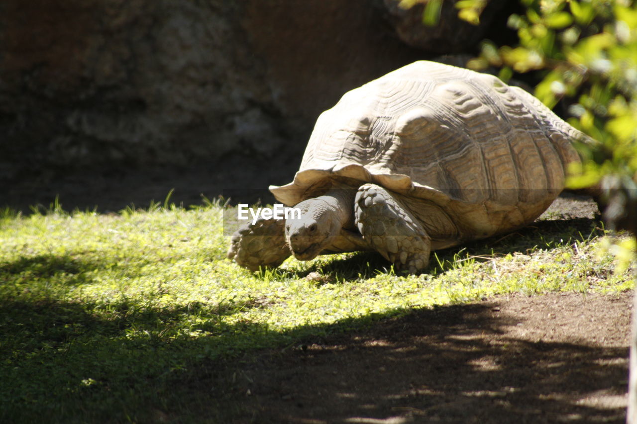 Giant tortoise on grassy field