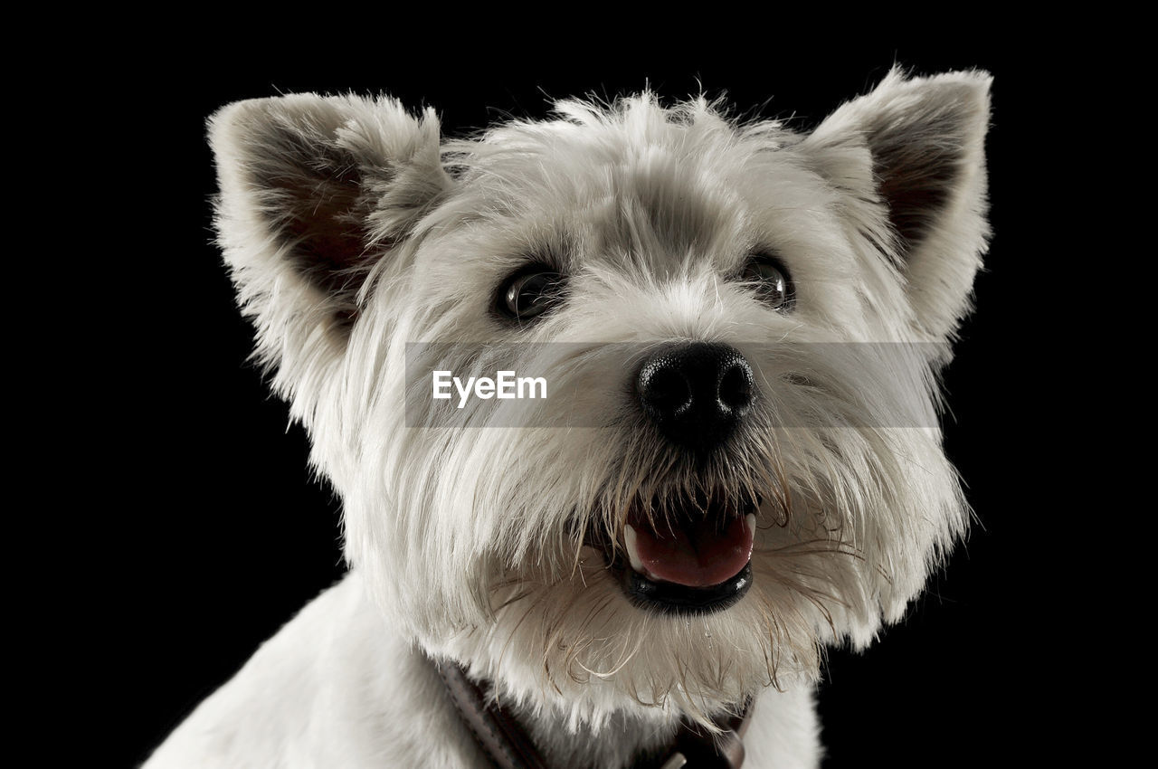 Close-up portrait of dog against black background