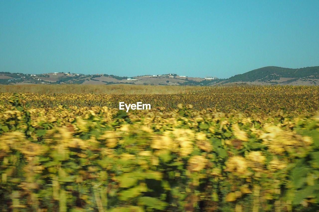 FIELD AGAINST CLEAR BLUE SKY