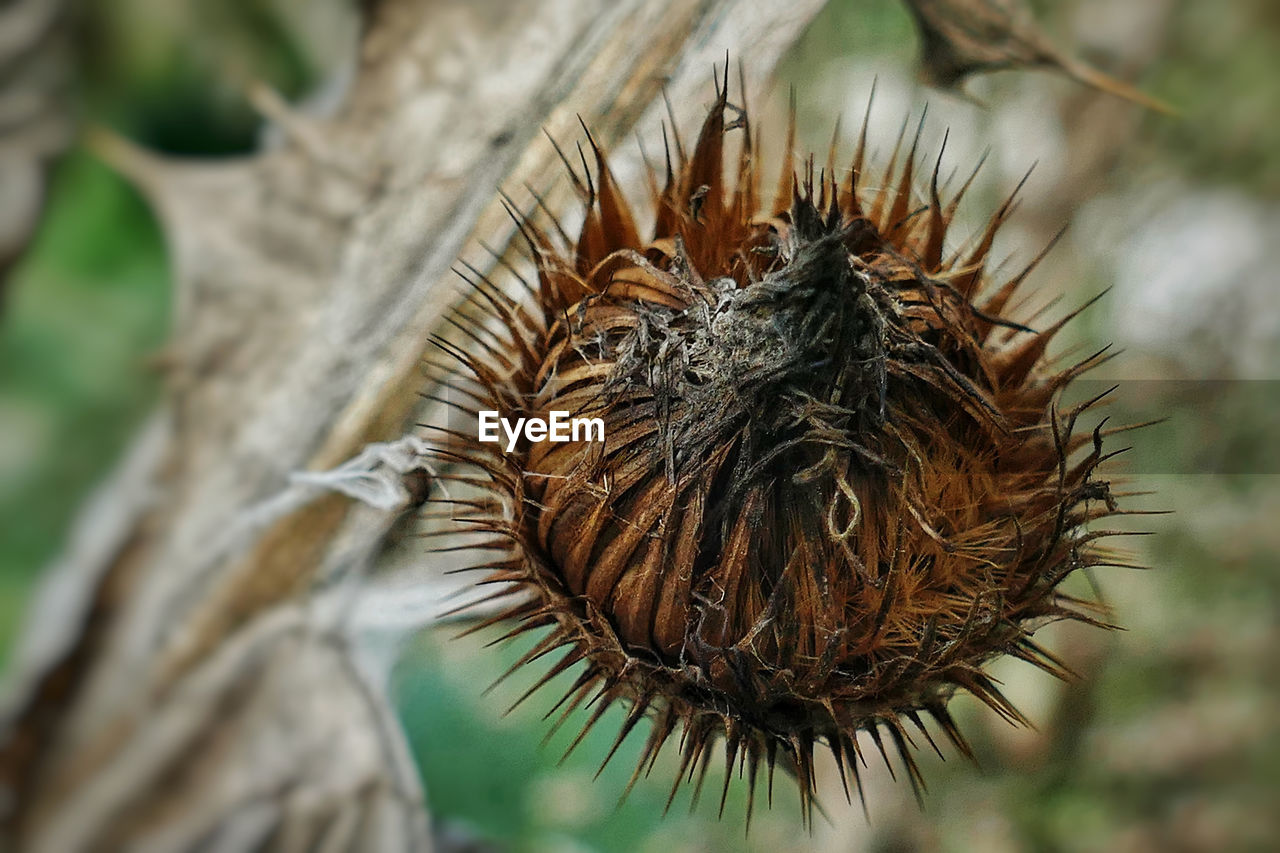 CLOSE-UP OF DRY PLANT