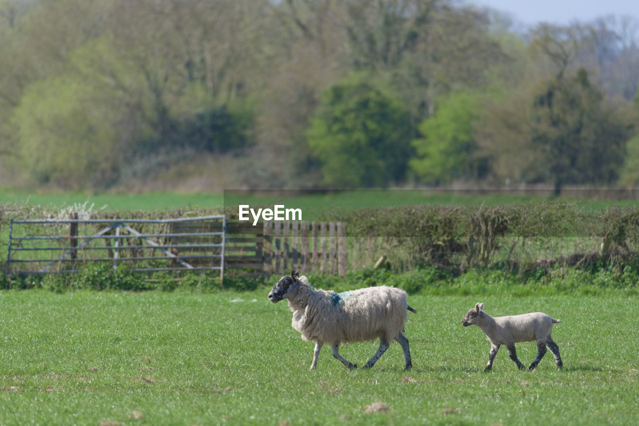 pasture, mammal, animal, animal themes, plant, grass, grazing, domestic animals, meadow, group of animals, livestock, grassland, field, nature, herd, land, animal wildlife, pet, rural area, wildlife, no people, agriculture, prairie, farm, green, landscape, sheep, day, tree, environment, outdoors, plain, rural scene, two animals, side view, herbivorous