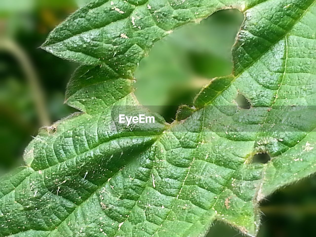 CLOSE-UP OF FRESH GREEN LEAF WITH WATER DROPS