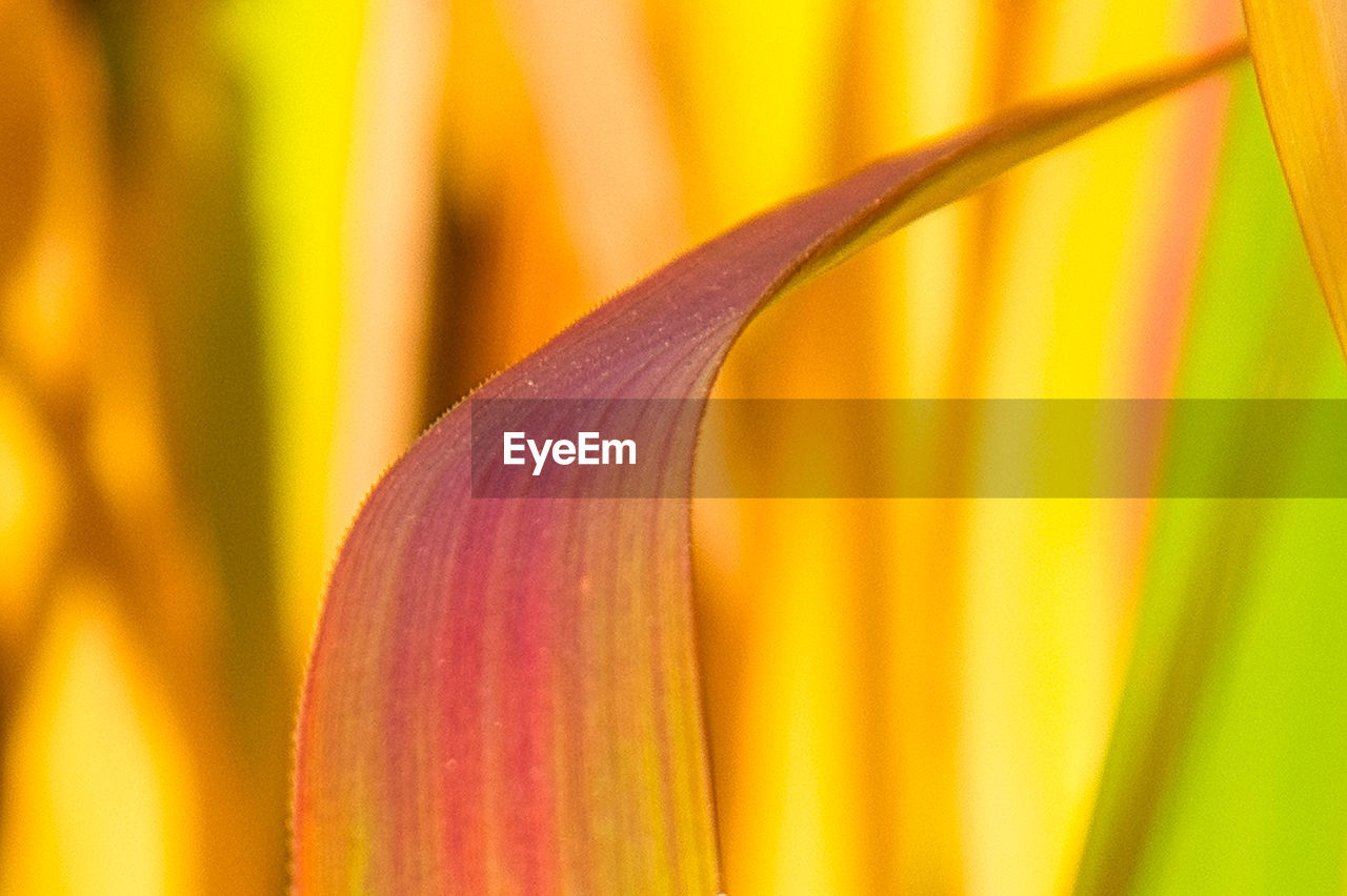 CLOSE-UP OF YELLOW FLOWER HEAD