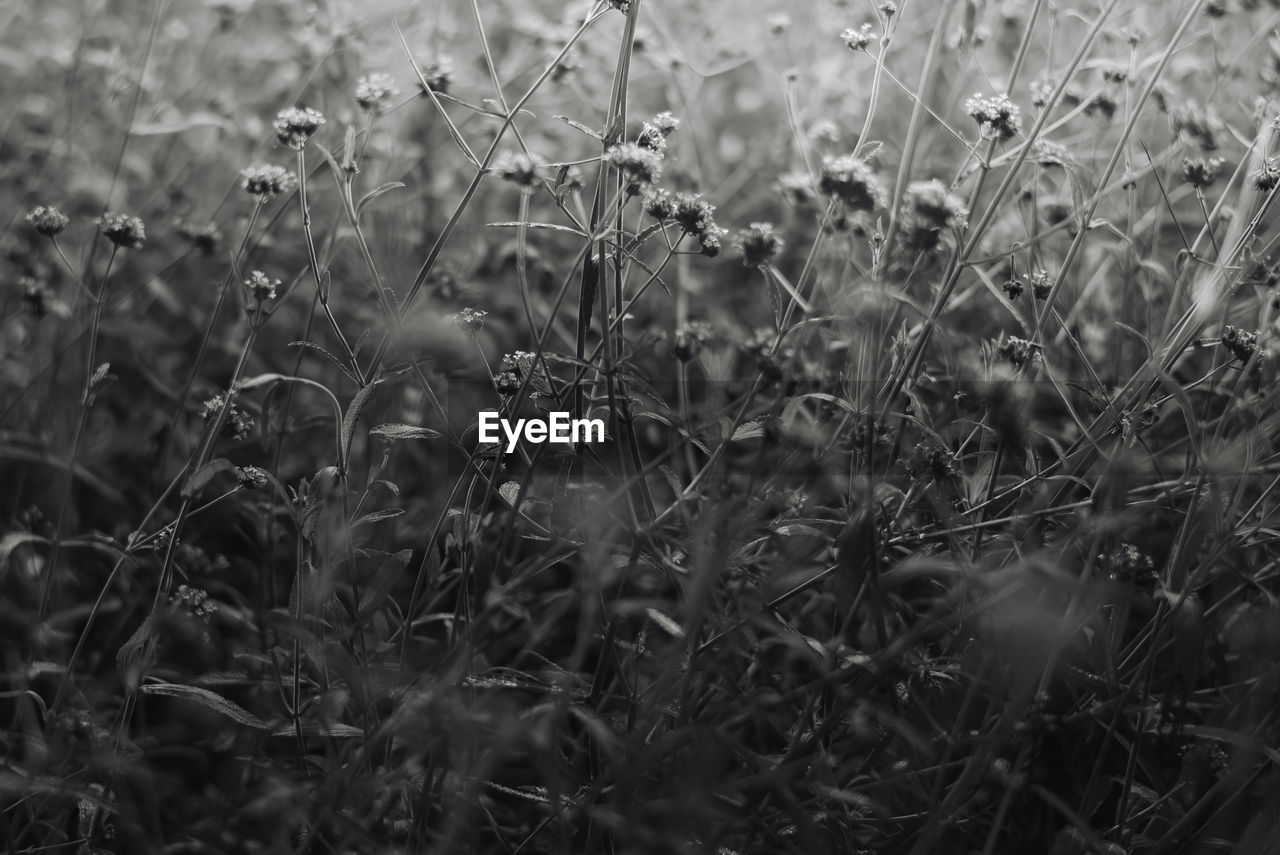 Full frame shot of plants on field