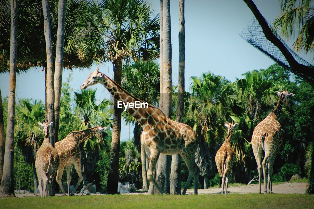 Giraffes in zoo