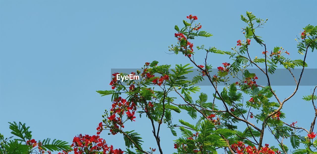 LOW ANGLE VIEW OF RED FLOWERING PLANTS AGAINST CLEAR BLUE SKY