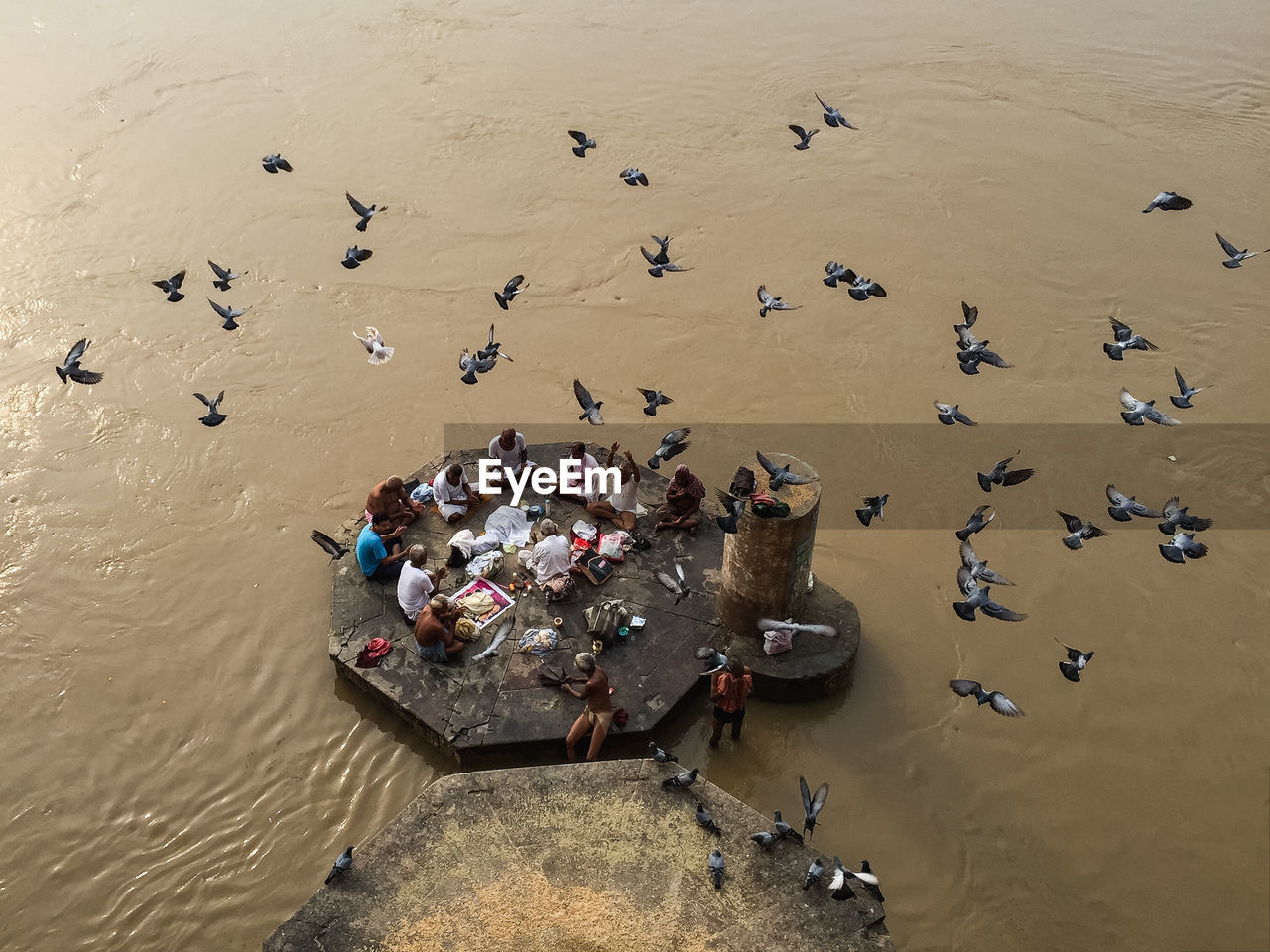 HIGH ANGLE VIEW OF FLOCK OF BIRDS