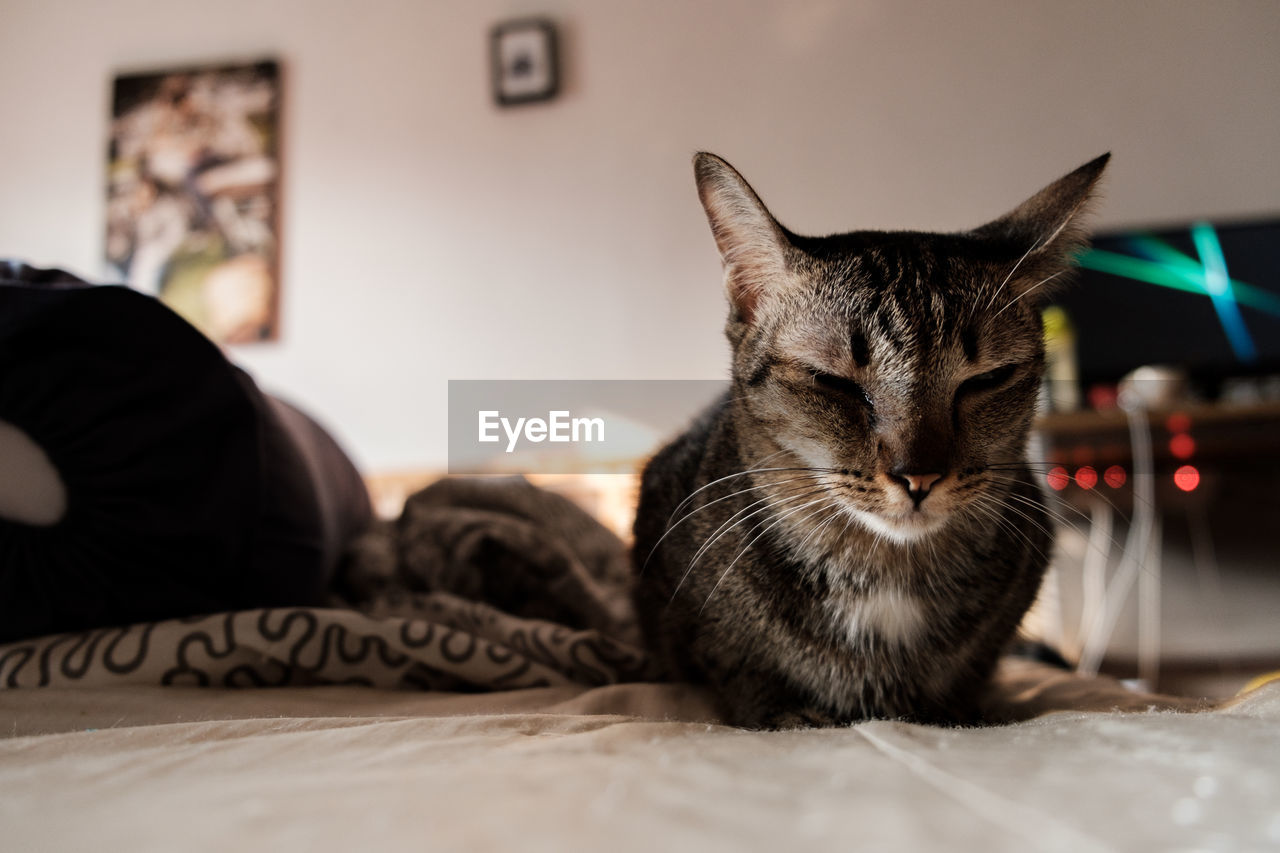 Close-up of cat resting on bed at home