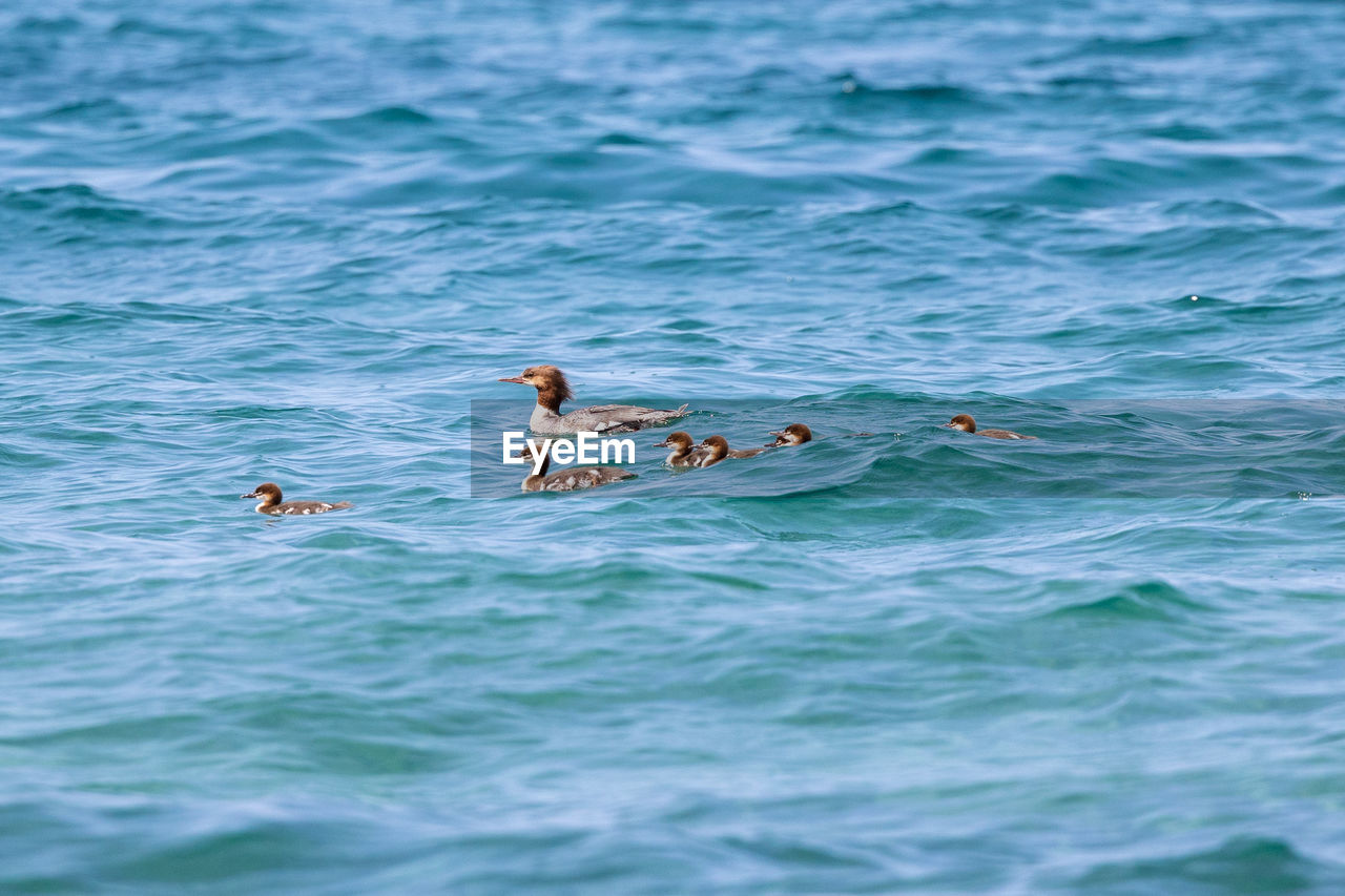 water, animal wildlife, animal, wildlife, animal themes, sea, bird, swimming, group of animals, ocean, wave, waterfront, nature, beauty in nature, day, no people, wind wave, outdoors, boating, motion, rippled, shore