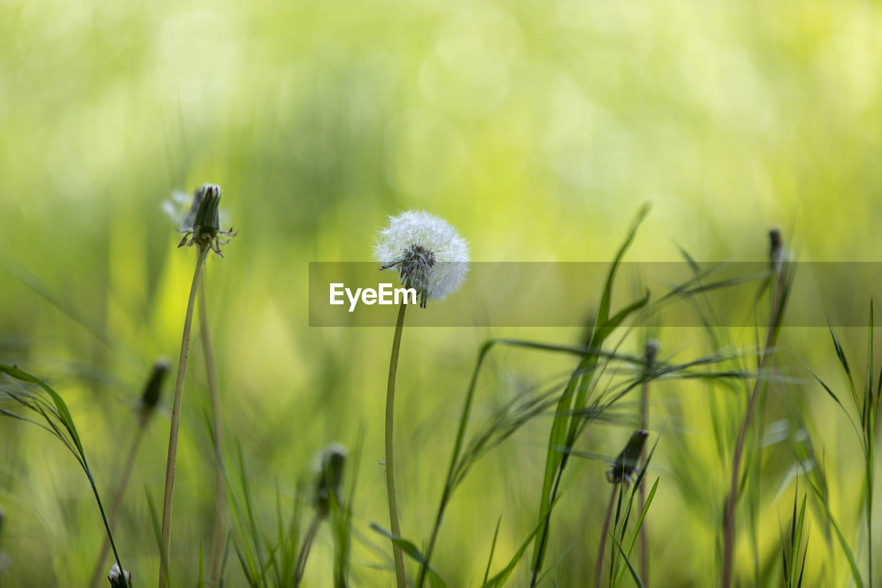 Close-up of dandelion on field