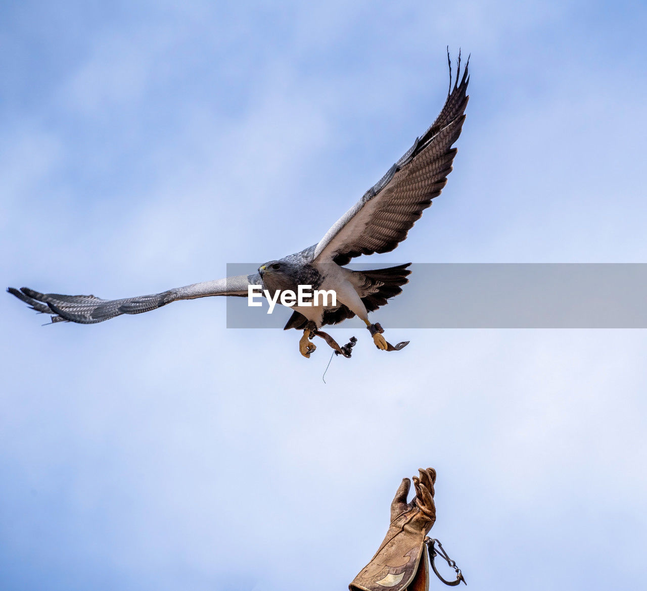 flying, animal, animal themes, bird, animal wildlife, wildlife, spread wings, bird of prey, animal body part, sky, nature, falcon, eagle, wing, one animal, animal wing, no people, full length, mid-air, outdoors, low angle view, day, cloud, motion, vulture, hawk