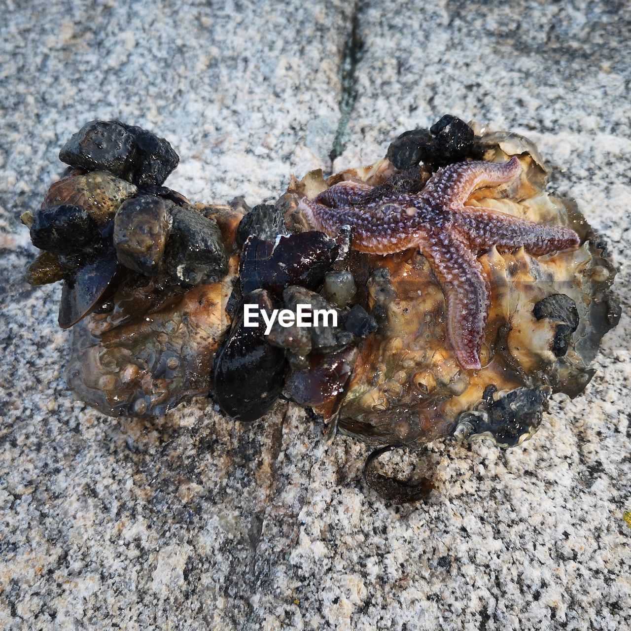 HIGH ANGLE VIEW OF TURTLE ON ROCK