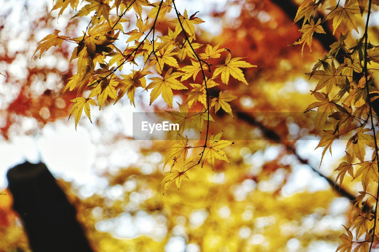 Low angle view of maple tree