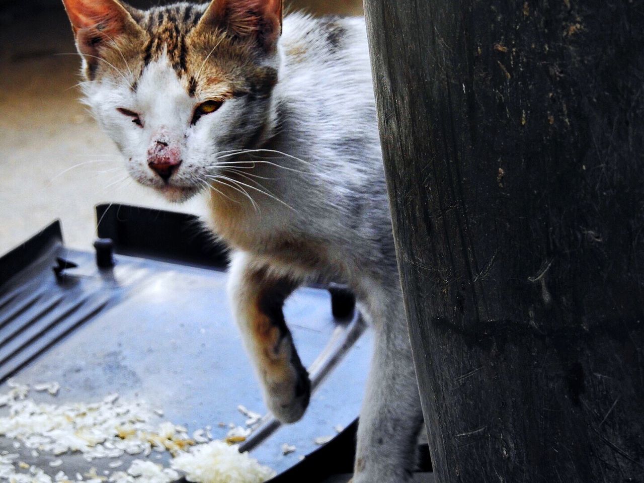 CLOSE-UP OF CAT