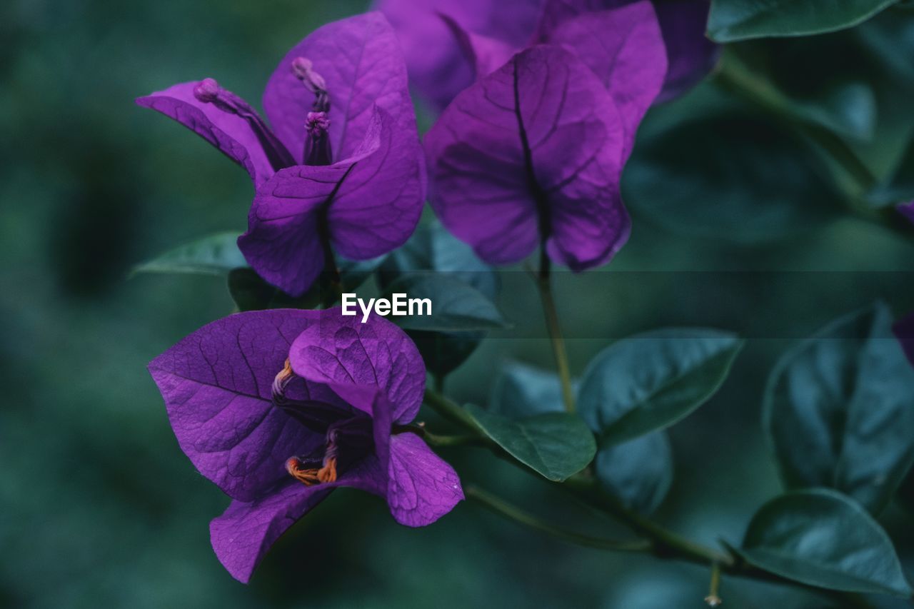 Close-up of purple flowering plant