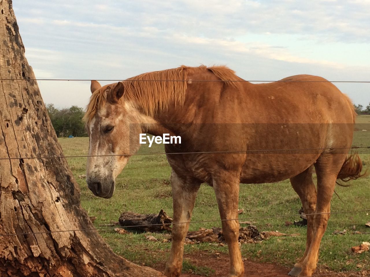 Horses standing on field against sky