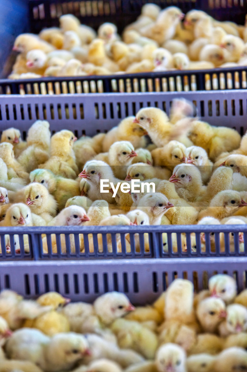 HIGH ANGLE VIEW OF CHICKEN FOR SALE AT MARKET