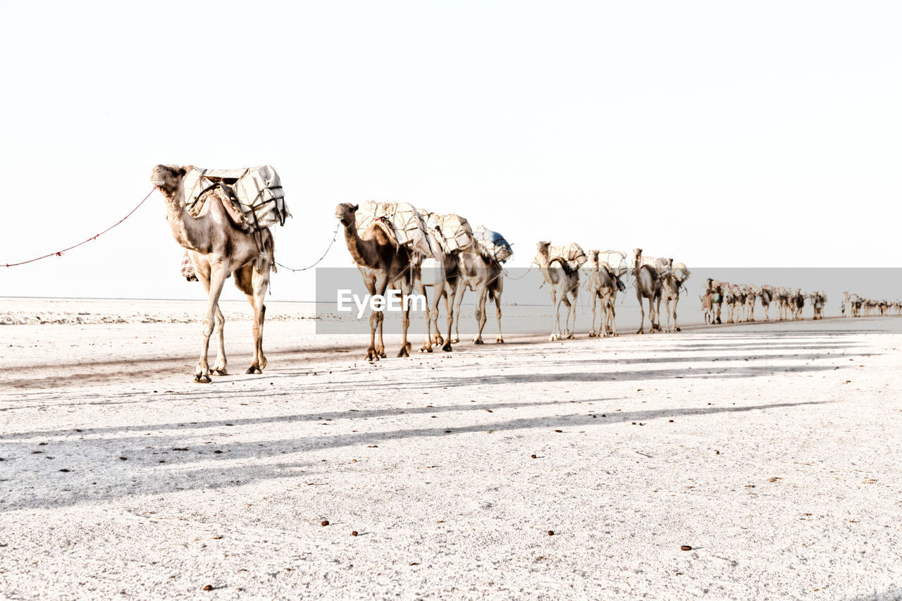View of camels walking on land at desert