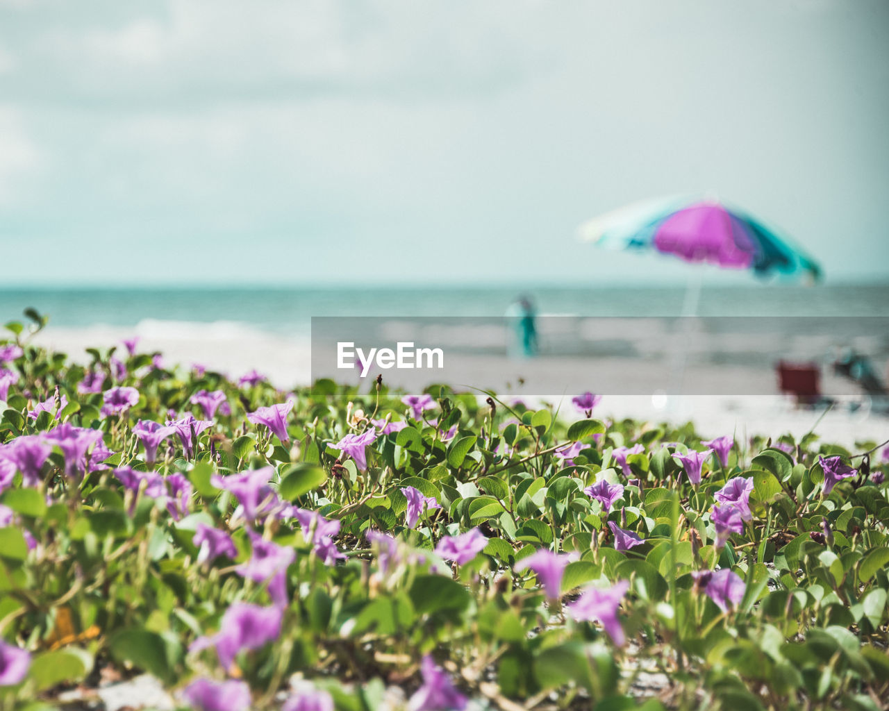 Purple flowering plants by sea against sky